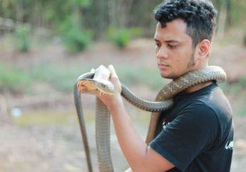 Hendak Beri Makan Peliharaannya, Panji Petualang Digigit Ular King Cobra! Begini Kondisi Terkininya Sekarang