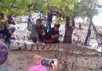 Seorang Pria di Kalimantan Diterkam Buaya Sepanjang 7 Meter, Sebelumnya Sempat Terjadi Pertarungan 