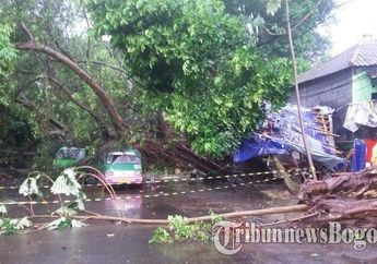 Angin Puting Beliung Terjang Bogor Selatan, Angkot Ringsek Setelah Tertimpa Pohon Tumbang