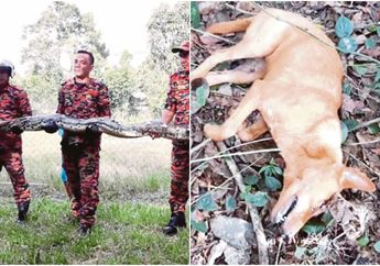 Kisah Seekor Anjing yang Tewas Melawan Ular Piton 6 Meter untuk Melindungi Majikannya