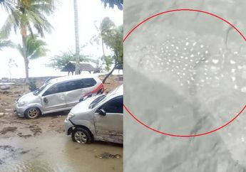 Seolah Jadi Pertanda Alam, Beredar Video Sejumlah Hiu Tutul Disebut Menepi ke Dekat Dermaga Pelabuhan Merak Pasca Tsunami Banten