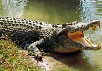 Viral, Deti-Detik Penambang Pasir Diterkam Buaya Saat Perbaiki Mesin Tambang