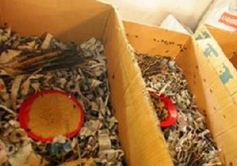 Pesan Jangkrik Secara Online Sebanyak 250 Ekor, Malah Begini Jadinya