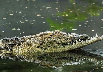Ngeri! Detik-detik Pria NTT Diterkam Buaya Saat Sedang Mencari Ikan Bersama Istrinya
