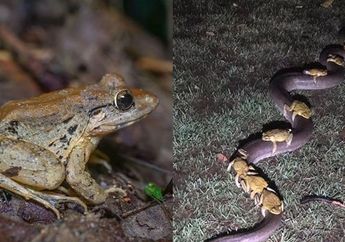 Aneh! Bukannya Kabur Belasan Katak Justru 'Tunggangi' Seekor Ular Piton