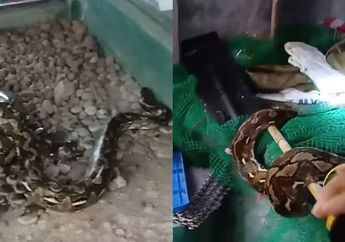 Lepas dari Kebun Binatang, Ular Piton Sepanjang 4 Meter Ditemukan di Ruang Cuci Pakaian