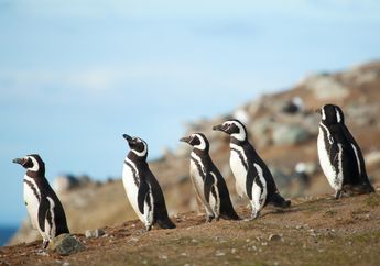 Ribuan Penguin Terdampar dan Tak Bisa Kembali ke Habitatnya, Mengapa?