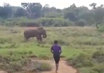 Apes! Seorang Pria asal Sri Lanka Tewas di Tempat Akibat Iseng Hipnotis Gajah