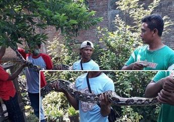 Ular Piton Lilit Ibu dan Anak di Gunung Kidul, Begini Kondisi Keduanya