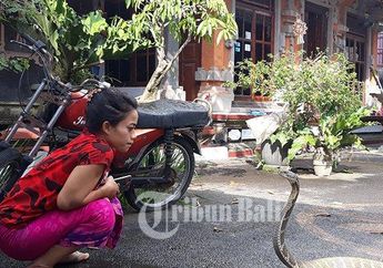 Saking Cintanya dengan Ular, Wanita Asal Tabanan Bali Ini Pernah Tidur dengan Ular Hingga Dijuluki Sebagai Dewi Ular