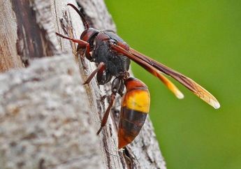 Tak Hanya di Klaten, Tawon Ndas Juga Resahkan Warga Bojonegoro, Posisi Sarangnya di Atas Atap Rumah