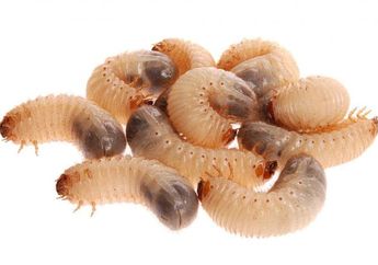 Mengerikan! Wanita Ini Temukan Belatung di Pahanya Usai Bulan Madu