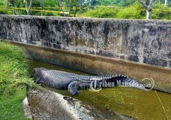 Selain Deasy Tuwo, Inilah 5 Peristiwa Tragis Manusia Diterkam Buaya yang Pernah Terjadi   