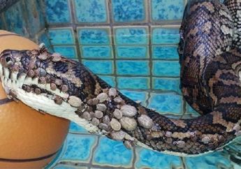 Diserang 500 Kutu, Ular Piton ini Berhasil Selamat Meski Wajahnya Bengkak!