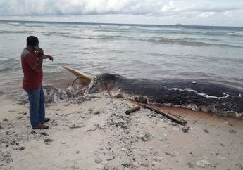Hebohkan Warga, Bangkai Paus Sepanjang 8 Meter Terdampar di Pesisir Pantai Pulau Buru