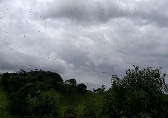 Ratusan Laba-laba Menghujani Wilayah Brasil, Apa Penyebabnya?