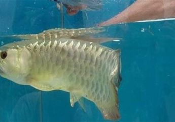 Khawatir Ikan Arwana yang Dibelinya Mati karena Mulutnya Tak Mau Terbuka, Setelah Dibuka Paksa Pria Ini Terkejut Melihat Isinya, Langsung Kaya Mendadak!