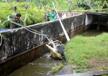 Menegangkan! 5 Foto Evakuasi Buaya yang Terkam Deasy Tuwo Ini Tunjukkan Perjuangan Petugas BKSDA Saat Taklukkan sang Hewan Predator