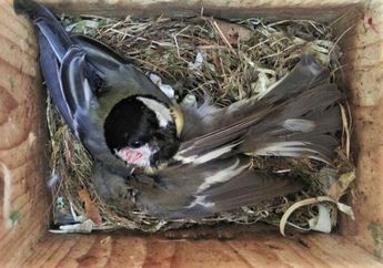 Perubahan Iklim Picu Perang Antara Dua Spesies Burung, Apa Alasannya?