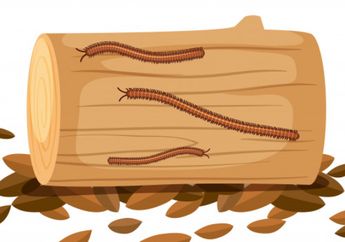 Unik! Mahasiswa Taiwan Pelihara Kelabang Beracun Sebesar 43 Centi Layaknya Kucing