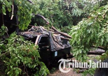 Sebuah Mobil Pikap di Surabaya Tertimpa Pohon Tumbang, Sang Sopir Niatnya Berhenti untuk Telepon