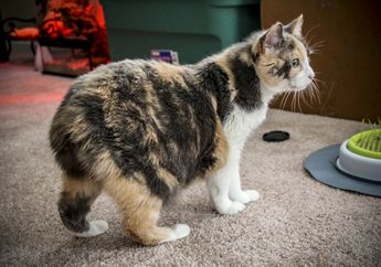 Kucing Ras Manx Tidak Memiliki Ekor, Bagaimana Asal Muasalnya?