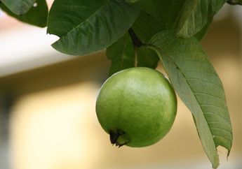 Selama Ini Dikira Bermanfaat Sebagai Obat Pencahar Saja, Siapa Sangka Daun Jambu Biji Juga Bisa Menghitamkan Rambut yang Ubanan