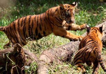 5 Harimau Hebohkan Warga Lubuk Dingin, Diduga Masuk ke Area Perkebunan untuk Menunggu Durian Jatuh