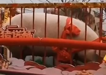 Sambut Tahun Baru Imlek 2019, Seekor Babi Berbobot 900 Kg di Tiongkok Diarak dan Diberi Gelar Raja