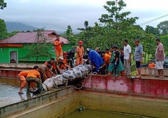 Temuan Mengejutkan dari Hasil Autopsi Merry, Buaya yang Terkam Deasy Tuwo