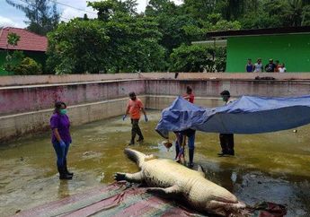 Buaya Merry Pemangsa Deasy Tuwo Diotopsi, Tulang Belulang dan Organ Manusia Mencuat dari Perutnya