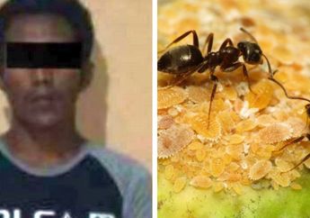 Pria di Sulawesi Gagal Perkosa Gadis 16 Tahun Karena Digigit Semut di Semak-Semak