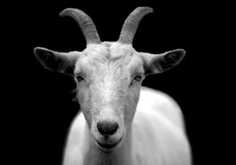 Imlek 2019 : Ramalan Shio Kambing di Tahun Babi Tanah, Hati-hati di Tanggal 26 Desember 2019 sampai 24 Januari 2020