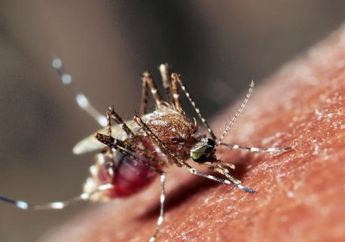 Gejala DBD Makin Sulit di Kenali, Ketahui Cara Mendeteksi dan Mencegahnya Berikut ini