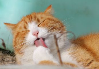 Kenapa Kucing Suka Menjilat Tubuhnya, ya? Cari Tahu Penyebabnya, yuk!
