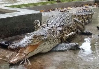 Periksa Mesin Pompa Dalam Sungai, Seorang Pria di Sulawesi Tenggara Dimangsa Buaya, Begini Kondisi Jasadnya