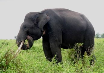 Belalai Gajah Berguna Sebagai Hidung Sekaligus Tangan bagi Gajah