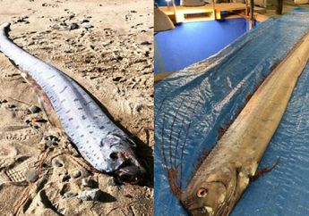 Oarfish, Ikan yang Kemunculannya Dipercaya Sebagai Pertanda Akan Terjadinya Gempa dan Tsunami