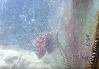 Arti Mimpi Melihat Akuarium Keruh Bisa Jadi Pertanda Buruk, Hati-hati dengan Serigala Berbulu Domba yang Mengancam!