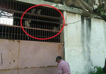 Ratusan Monyet Turun ke Pemukiman Warga di Lampung, Ketua RT Ungkap Dugaan Penyebabnya