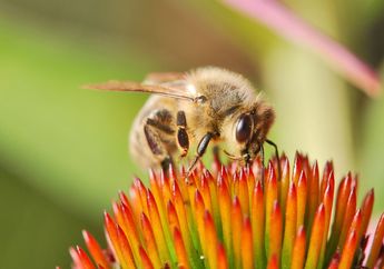 Niatnya Singkirkan Sarangnya, Pria Ini Justru Kehilangan Nyawa Disengat Ratusan Lebah