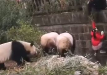 Menegangkan! Seorang Anak Kecil Terjatuh di Kandang Panda Raksasa