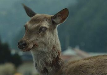 Mirip Film Train To Busan, Rusa di AS Terserang Penyakit Zombie, Bisakah Menyerang Manusia?