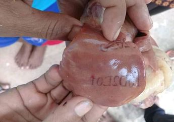 Baru Disembelih Untuk Makan Siang, Warga Pulau Semau Kaget Temukan Hati Ayam yang Bertuliskan Huruf!