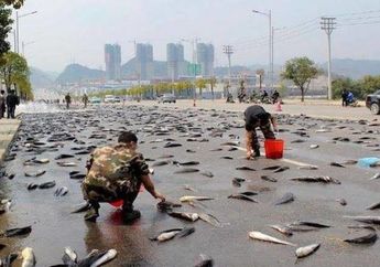 Fenomena Langka, Hujan Ikan Mata Buta di Tanah Honduras Setiap Tahun