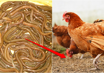 Dulu Dijadikan Pakan Ayam dan Babi, Sekarang Satu Kilonya Capai Harga Rp 17 Juta!