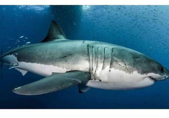 Ratusan Hiu Mendadak Mati, Kuat Dugaan Diracun oleh Manusia!