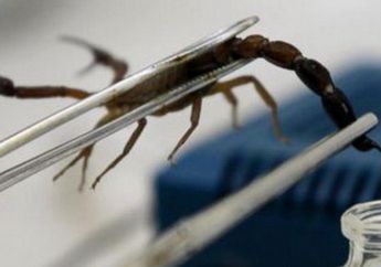 Arti Mimpi Melihat Kalajengking Hitam Selalu Memberikan Kabar Buruk Bagi yang Mengalaminya, Benarkah?