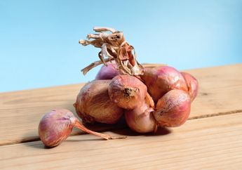 Cukup Pakai Wadah Telur, Begini Cara Mudah Menanam Bawang Merah yang Bisa Kamu Coba di Rumah!