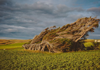 Slope Point, Tempat Pohon-pohon Tumbuh dengan Miring